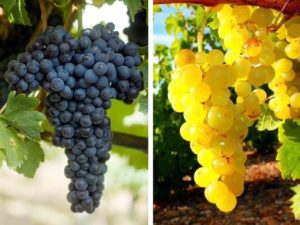 Австралийский виноград фото